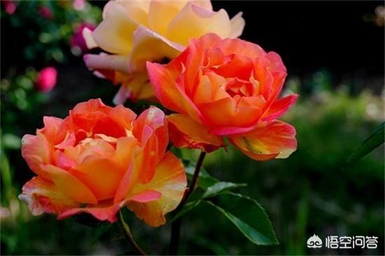 花叶万年青 有毒:什么植物晚上不能放卧室？绿萝可以放吗？