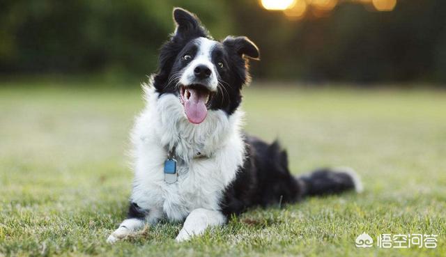 边境牧羊犬性格分析:有人说边境牧羊犬不适合家养，是这样吗？