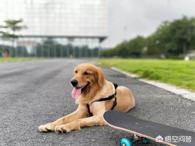 金毛狗狗图片:金毛犬真的暖吗？金毛犬会有什么样的缺点？