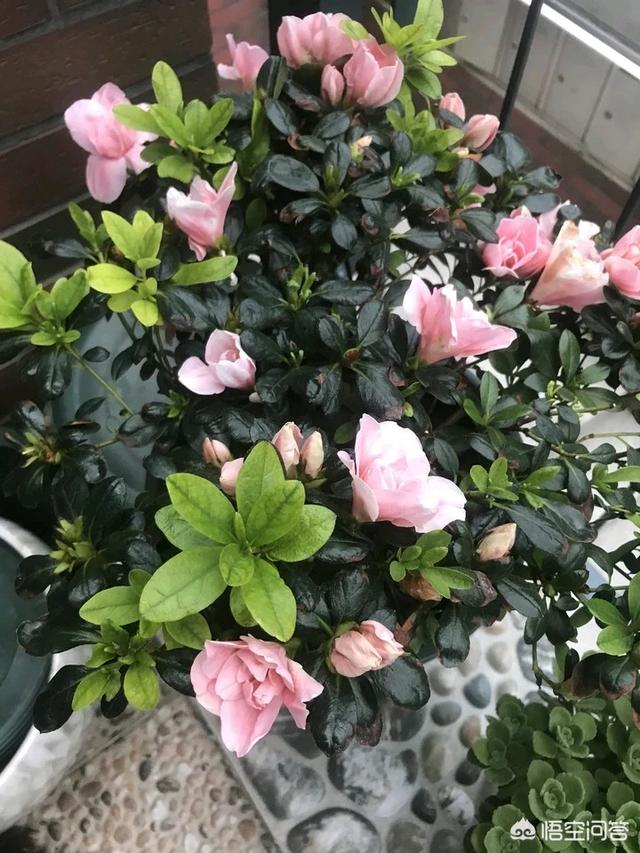 四季杜鹃花夏天怎么养:在冬季杜鹃花该怎样修剪？