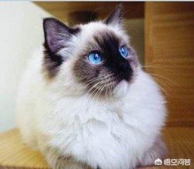 布偶猫图片:布偶猫发情的时候叫得厉害么，公猫母猫发情有什么不同？