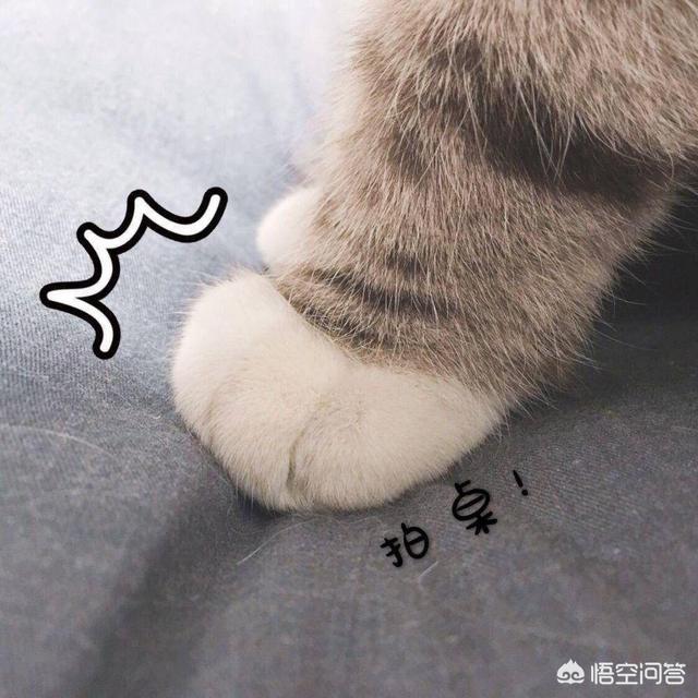 手指不小心被猫抓破了怎么办:宝宝让猫咪抓破了怎么办？