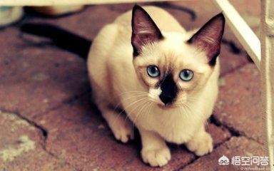 鸟笼里的暹逻猫:暹罗猫聪明吗？性格怎样？