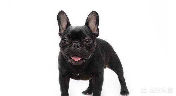 法国獒犬视频:马克龙支持率再创新低，他有可能被弹劾下台吗？