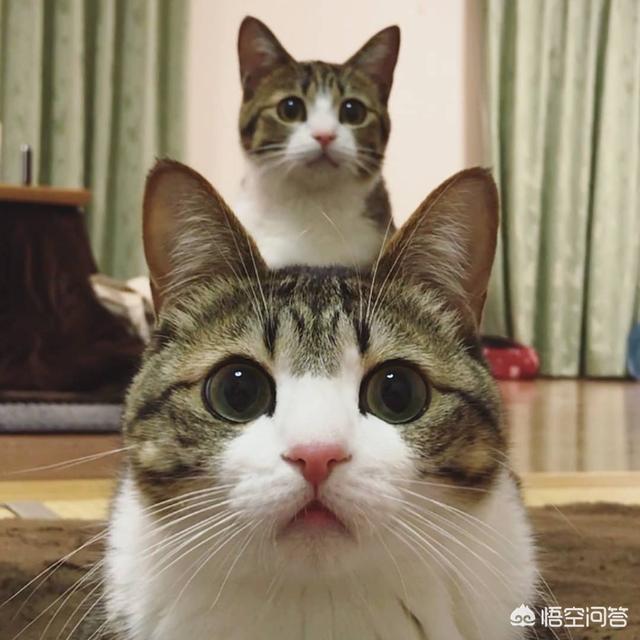 猫发情 叫声:我家猫咪发情了，老叫，能不能不做绝育让它坚持几天就过去了？