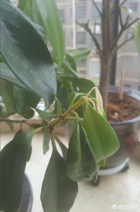 非洲茉莉为什么黄叶:非洲茉莉为什么不开花 非洲茉莉新叶发黄、枯萎怎么办？