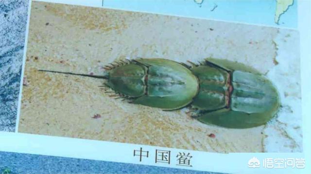 蓝尾金蜥有毒:广西一家人吃鲎后一人中毒昏迷一人死亡，对此你怎么看？