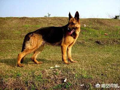 猫论坛德国牧羊犬视频:德国牧羊犬适不适合庭院喂养？可以看家吗？