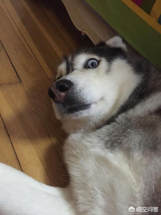 格陵兰犬是哈士奇吗:格陵兰犬pk西伯利亚牧羊犬 为什么不用哈士奇做工作犬？