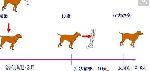 被狗狗咬了没出血打不打针:被小狗咬了，但没出血要怎么处理？