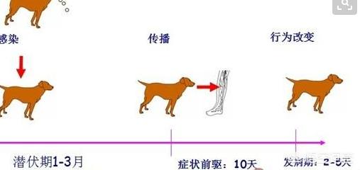 萨摩耶狂犬病症状:我们家狗狗，三个月萨摩耶，5.8㎏，得了狗瘟，能治好吗？