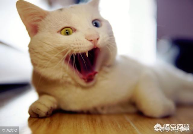 被猫抓了一下轻微破皮要打针吗:被自家猫抓了手，有轻微出血，这种情况下要不要打疫苗？