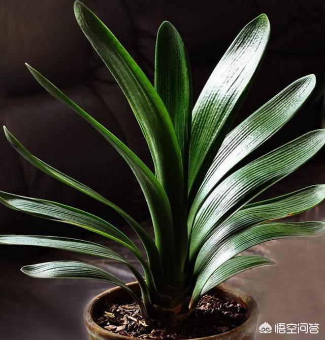 长春君子兰网站:君子兰喜欢的散光是什么样的？