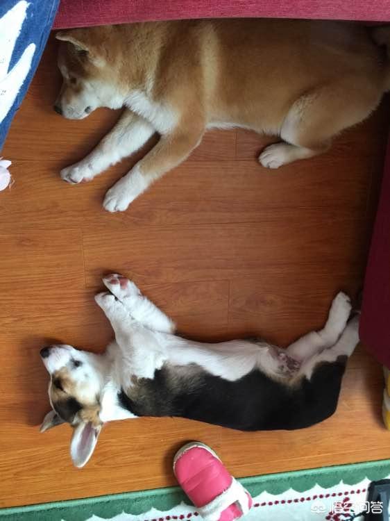 北京柯基犬:想养宠物狗，柯基与柴犬哪个好？