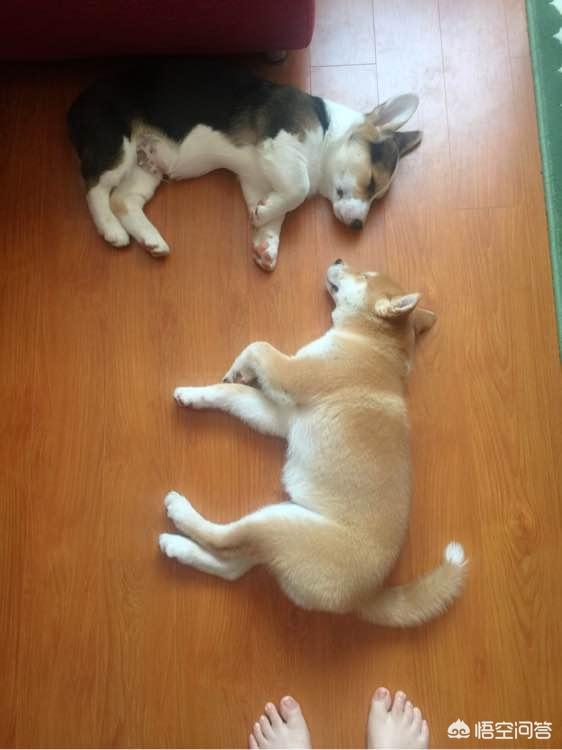 北京柯基犬:想养宠物狗，柯基与柴犬哪个好？