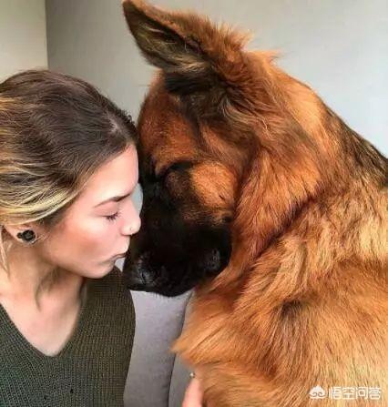 吻别狗狗险毁容:自己养的宠物狗，给它洗澡被咬了，还有必要养吗，养有一年了？
