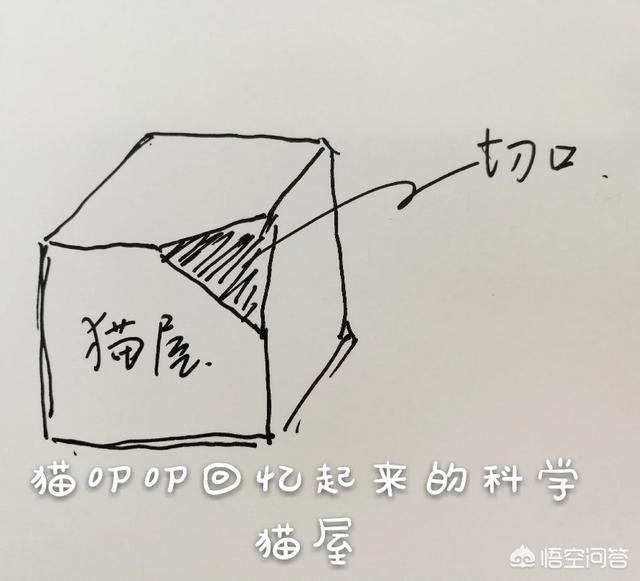 花猫的小屋 小余:面积小的房间适不适合养猫？猫真的很臭吗？