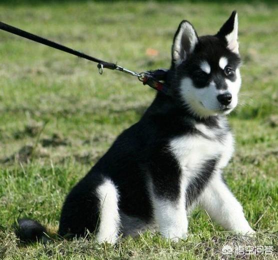 保安遭恶犬攻击缝:小偷进院子里偷东西，被狗咬伤，要求赔偿，应该赔偿吗？