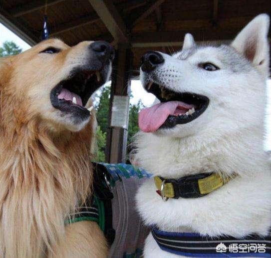 哈士奇大战藏獒视频在线观看:二哈和金毛发起狠来的话谁更厉害？
