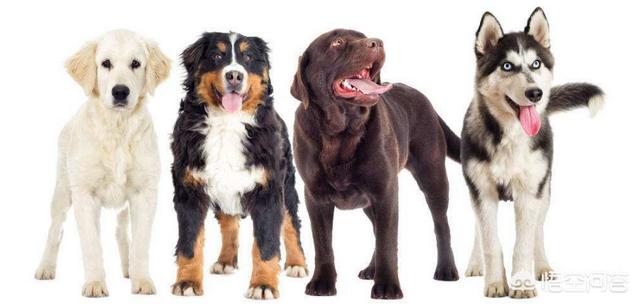 宠物狗:什么样的宠物狗比较好养？