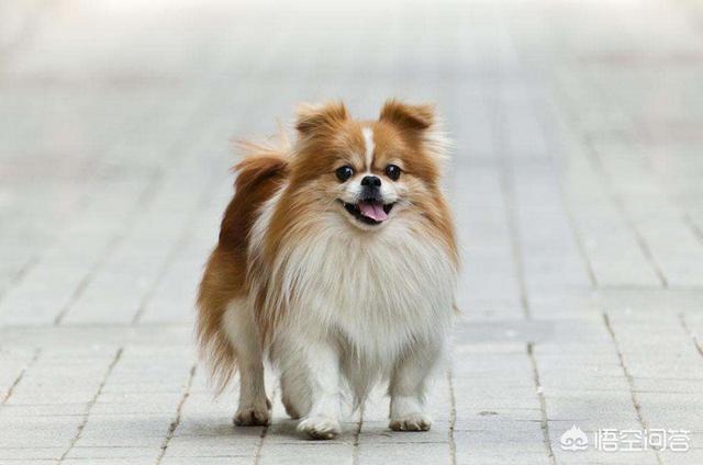 西施犬好养吗:西施犬爱挑食，西施犬喂什么食物不挑食呢？