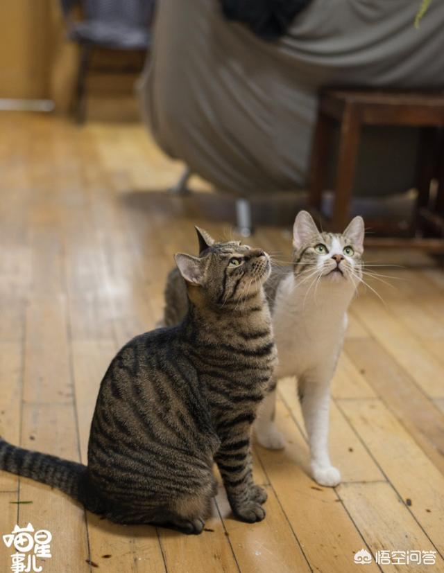 狸花猫和美短的区别，为什么中国狸花猫的野性比较大