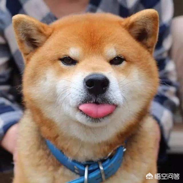 医院治死藏獒陪45万在线观看:秋田犬和柴犬有什么区别？