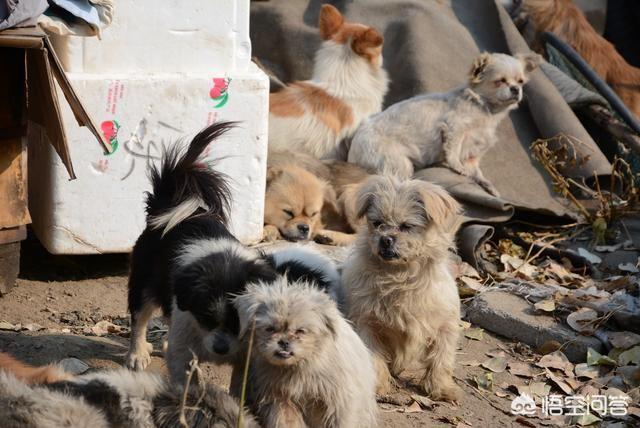 搜索卡西莫多犬:云南临沧一犬咬伤多人，目前有10人就诊，你怎么看？