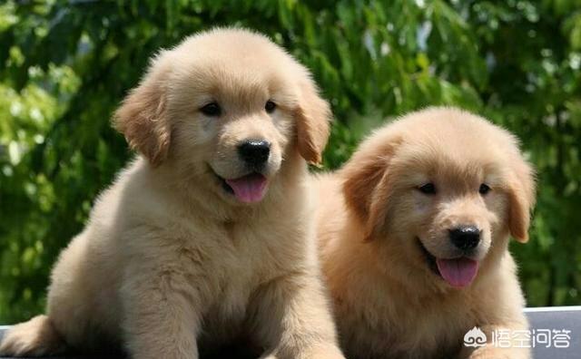 世界犬种智商排行金毛:金毛分哪两个系别？区别在哪里？为什么都不喜欢枫叶红色？