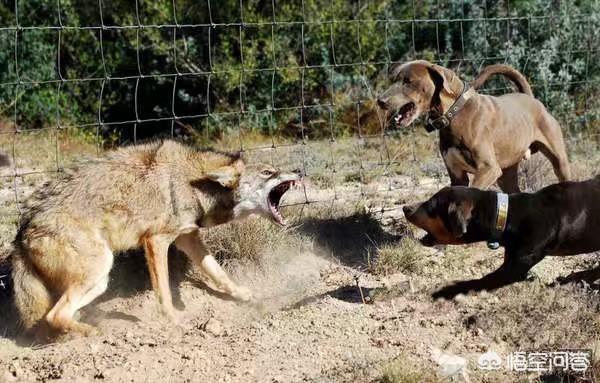 男子喜欢法国獒犬:世界上有哪些宠物猛犬即使藏獒看到也会俯首称臣？为何？