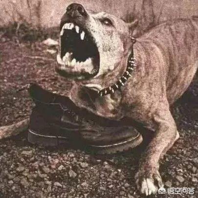 狂犬病毒在血液里繁殖:狗得了狂犬病之后能活多久？