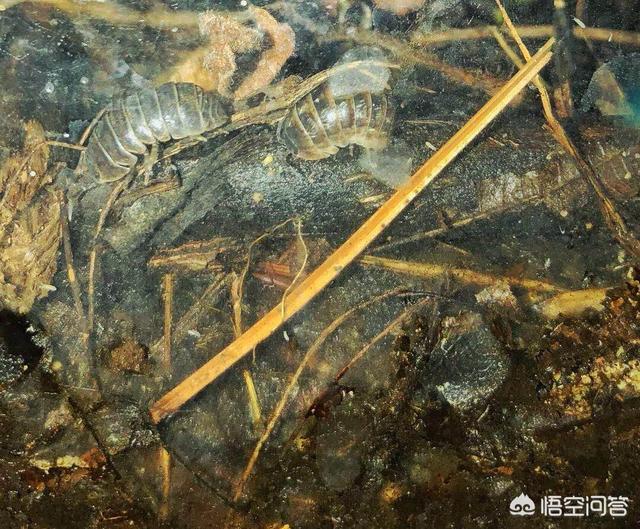 养一只电子宠物猫吧:养哪些宠物比较不费时间而且好照顾？