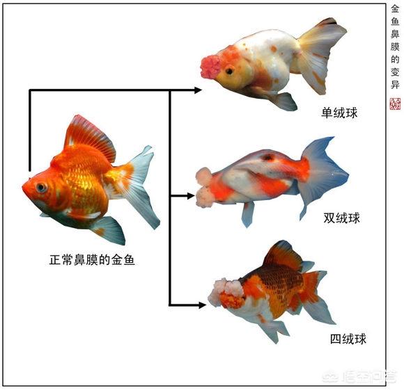 金鱼是鲫鱼杂交的吗，普通金鱼颜色变成白色的了，是怎么回事