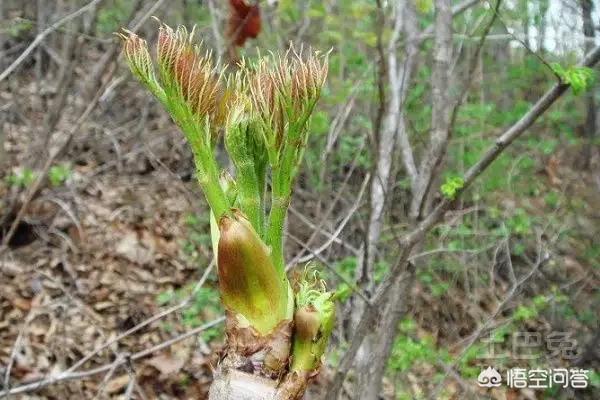 现在好多人都爱吃野菜,农村哪种野菜最受欢迎？