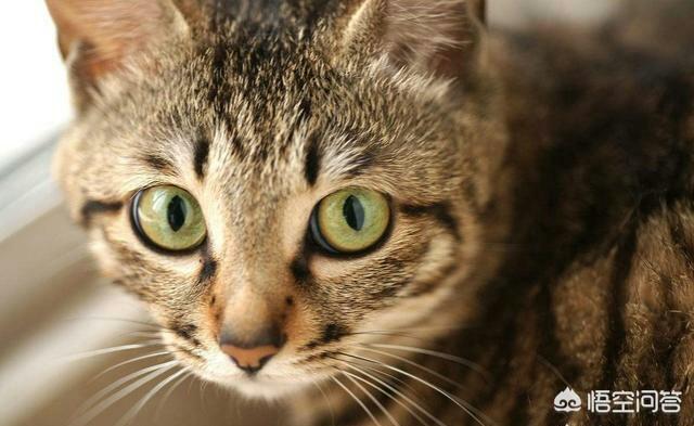 橘猫 花狸猫:同样是田园猫，为什么有人认为狸花猫比其他田园猫能打呢？