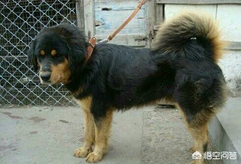 班克尔犬 蒙古獒:蒙古獒是一种优秀的猎犬吗？为什么？