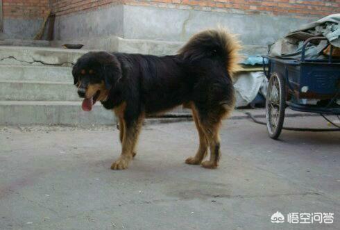 班克尔犬 蒙古獒:蒙古獒是一种优秀的猎犬吗？为什么？