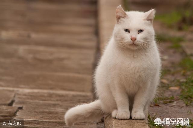 太原收养流浪猫狗:你会领养一只流浪猫或流浪狗吗？为什么？