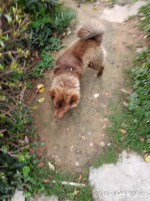 南京皇朝博美犬舍:南京哪有适合狗狗游泳的地方？
