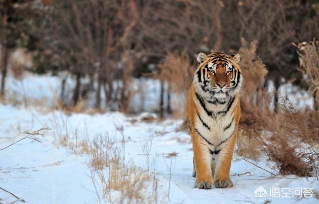 陆地上最大的猫科动物:陆地最凶狠的动物是东北虎还是北极熊？