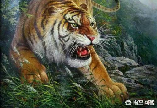 中国可以养最大的猫科动物:西伯利亚虎平均体重有300kg吗？能打得过棕熊吗？ 中国允许饲养的最大猫科动物