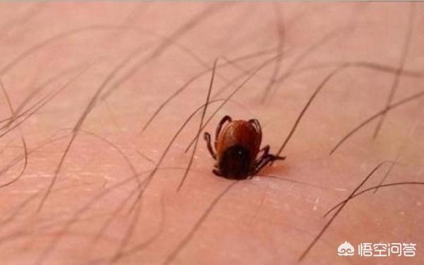 蜱虫在什么地方生活，为什么遭遇蜱虫叮咬很有可能死亡毙命