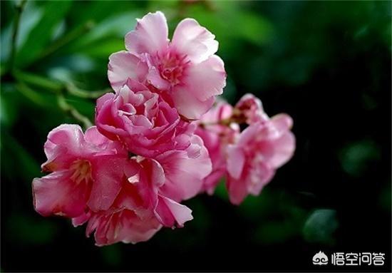 花叶万年青 有毒:什么植物晚上不能放卧室？绿萝可以放吗？