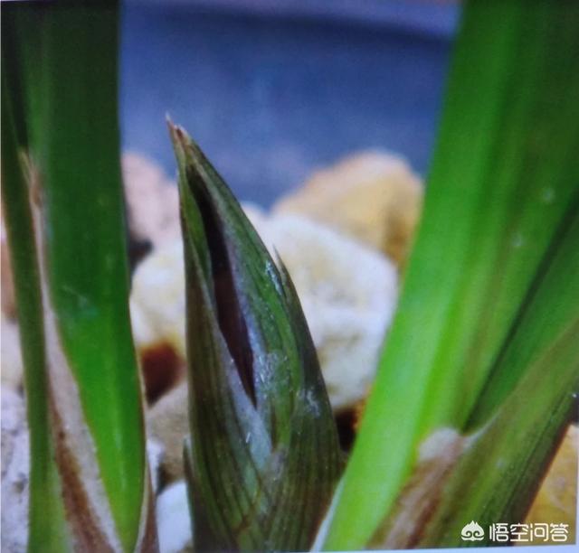头条问答 兰花开始长苞了要怎么养 23个回答
