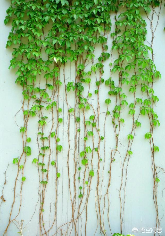 喜阴藤蔓植物图片