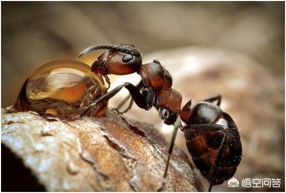 被红火蚁蜇伤有多严重，被红蚂蚁咬伤应该怎么处理