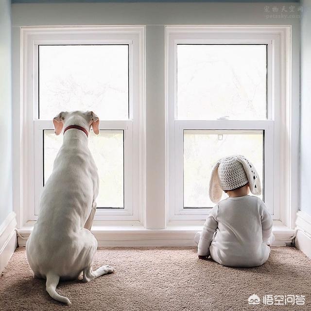 小男孩和小狗狗图片:3岁男童遭大狗追咬，犬主却不愿担负责任，是怎么回事？