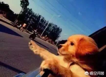 五个月母狗来月经怎么办:母狗不来月经怎么办 狗狗来月经怎么办，小狗来月经注意什么？