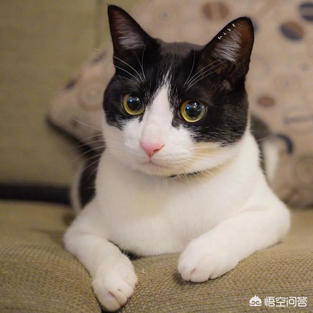 猫发情 叫声:我家猫咪发情了，老叫，能不能不做绝育让它坚持几天就过去了？