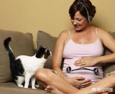 吸猫什么意思啊:吸猫到底有没有可能感染弓形虫？